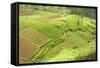 Fertile Smallholdings of Vegetables Covering the Sloping Hills in Central Java-Annie Owen-Framed Stretched Canvas