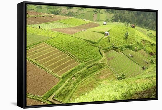 Fertile Smallholdings of Vegetables Covering the Sloping Hills in Central Java-Annie Owen-Framed Stretched Canvas