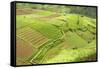Fertile Smallholdings of Vegetables Covering the Sloping Hills in Central Java-Annie Owen-Framed Stretched Canvas