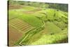 Fertile Smallholdings of Vegetables Covering the Sloping Hills in Central Java-Annie Owen-Stretched Canvas