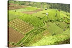 Fertile Smallholdings of Vegetables Covering the Sloping Hills in Central Java-Annie Owen-Stretched Canvas