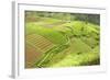 Fertile Smallholdings of Vegetables Covering the Sloping Hills in Central Java-Annie Owen-Framed Photographic Print