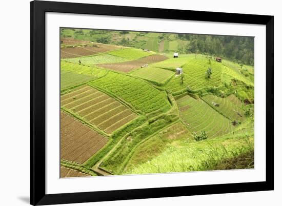 Fertile Smallholdings of Vegetables Covering the Sloping Hills in Central Java-Annie Owen-Framed Photographic Print