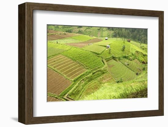 Fertile Smallholdings of Vegetables Covering the Sloping Hills in Central Java-Annie Owen-Framed Photographic Print