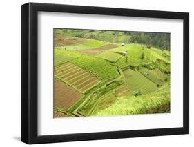 Fertile Smallholdings of Vegetables Covering the Sloping Hills in Central Java-Annie Owen-Framed Photographic Print