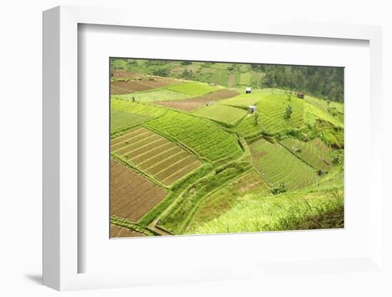 Fertile Smallholdings of Vegetables Covering the Sloping Hills in Central Java-Annie Owen-Framed Photographic Print