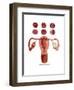 Fertilization-Gwen Shockey-Framed Art Print