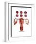 Fertilization-Gwen Shockey-Framed Art Print