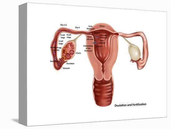 Fertilization-Gwen Shockey-Stretched Canvas