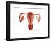 Fertilization-Gwen Shockey-Framed Art Print