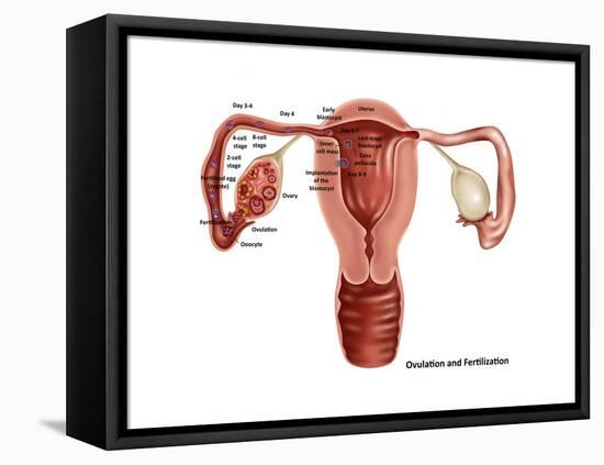 Fertilization-Gwen Shockey-Framed Stretched Canvas