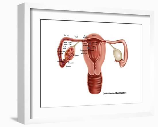 Fertilization-Gwen Shockey-Framed Art Print