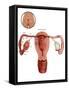 Fertilization-Gwen Shockey-Framed Stretched Canvas