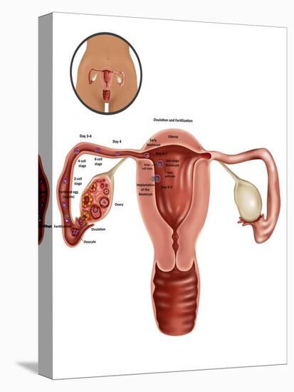 Fertilization-Gwen Shockey-Stretched Canvas