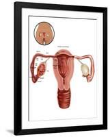 Fertilization-Gwen Shockey-Framed Giclee Print