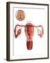 Fertilization-Gwen Shockey-Framed Giclee Print