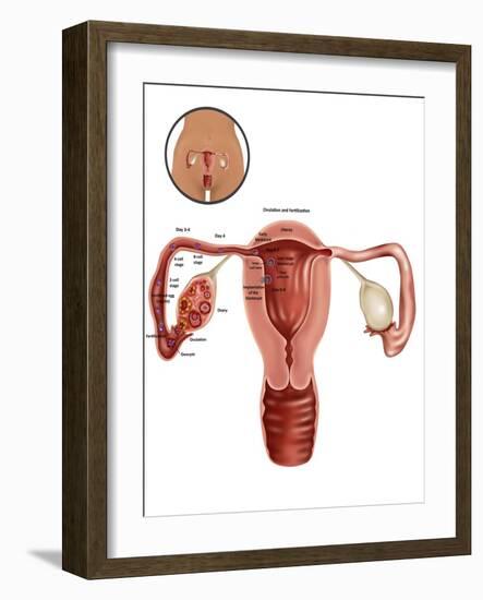 Fertilization-Gwen Shockey-Framed Giclee Print