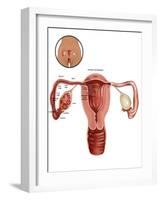 Fertilization-Gwen Shockey-Framed Giclee Print