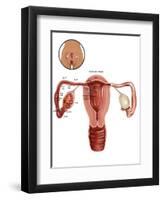 Fertilization-Gwen Shockey-Framed Premium Giclee Print