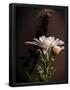 Essential Black