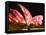 Festival of Light, Sydney Opera House, Sydney, New South Wales, Australia-Mark Mawson-Framed Stretched Canvas