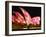 Festival of Light, Sydney Opera House, Sydney, New South Wales, Australia-Mark Mawson-Framed Photographic Print