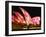 Festival of Light, Sydney Opera House, Sydney, New South Wales, Australia-Mark Mawson-Framed Photographic Print