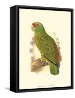 Festive Amazon Parrot-null-Framed Stretched Canvas