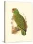 Festive Amazon Parrot-null-Stretched Canvas