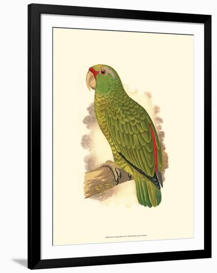 Festive Amazon Parrot-null-Framed Art Print