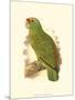 Festive Amazon Parrot-null-Mounted Art Print