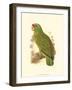 Festive Amazon Parrot-null-Framed Art Print