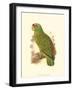 Festive Amazon Parrot-null-Framed Art Print