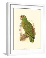 Festive Amazon Parrot-null-Framed Art Print