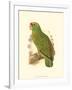 Festive Amazon Parrot-null-Framed Art Print