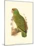 Festive Amazon Parrot-null-Mounted Art Print