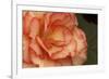Festive Begonia I-Rita Crane-Framed Photographic Print