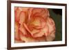 Festive Begonia I-Rita Crane-Framed Photographic Print