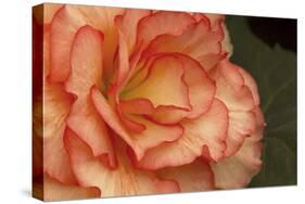 Festive Begonia I-Rita Crane-Stretched Canvas
