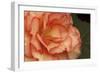 Festive Begonia I-Rita Crane-Framed Photographic Print