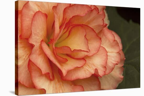 Festive Begonia I-Rita Crane-Stretched Canvas