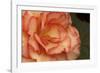 Festive Begonia I-Rita Crane-Framed Photographic Print