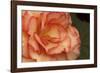 Festive Begonia I-Rita Crane-Framed Photographic Print