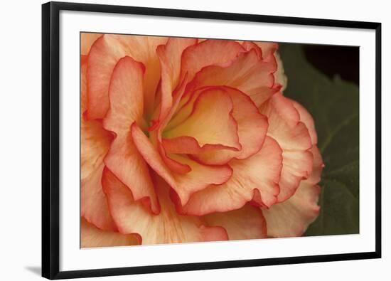 Festive Begonia I-Rita Crane-Framed Photographic Print