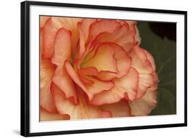 Festive Begonia I-Rita Crane-Framed Photographic Print