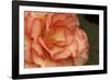 Festive Begonia I-Rita Crane-Framed Photographic Print