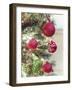 Festive Frills-Assaf Frank-Framed Giclee Print