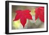 Festive Maple II-Rita Crane-Framed Photographic Print