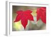 Festive Maple II-Rita Crane-Framed Photographic Print