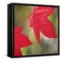 Festive Maple III-Rita Crane-Framed Stretched Canvas